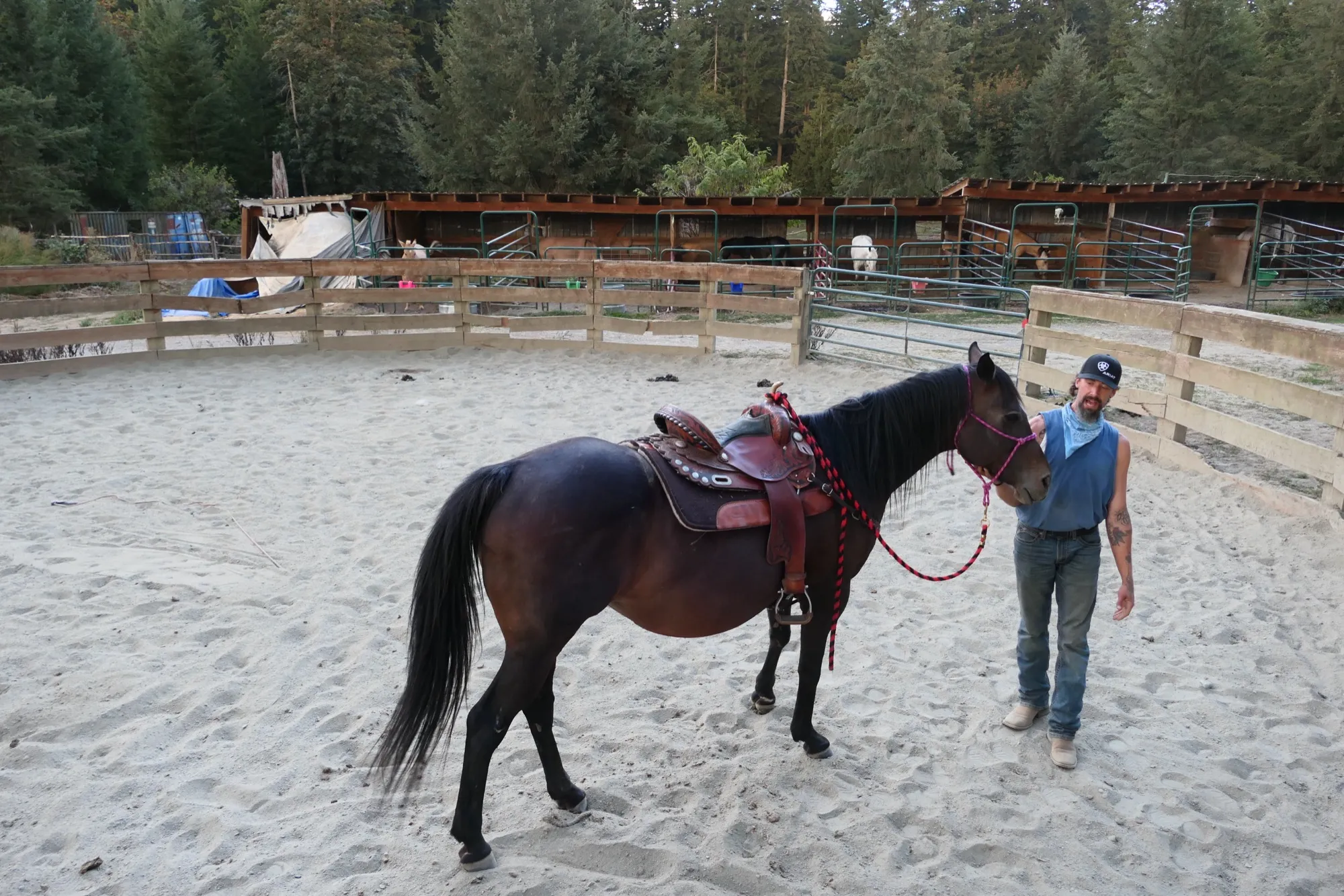 A saddled horse standing with a resident in the round pen, stables behind